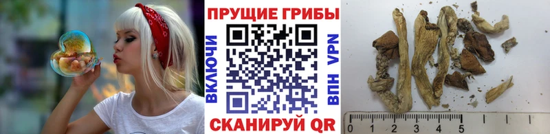 Псилоцибиновые грибы Psilocybine cubensis  мега вход  Менделеевск 